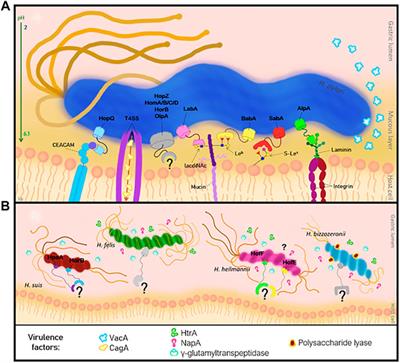 Adhesion of Helicobacter Species to the Human Gastric Mucosa: A Deep Look Into Glycans Role